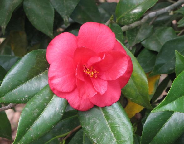 Eden camellia