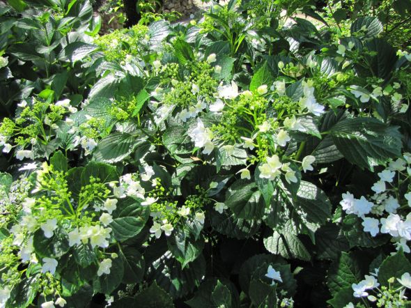 IMG_0426 Hydrangea blossom