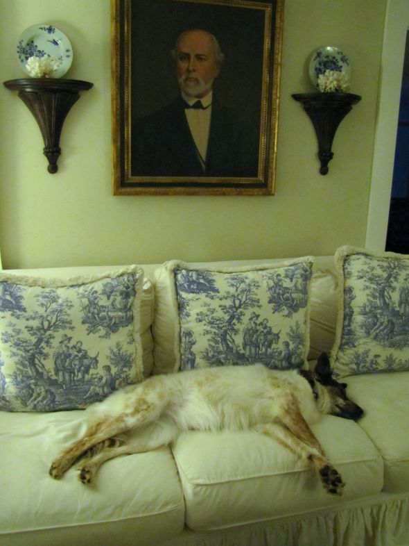 dogonsofa