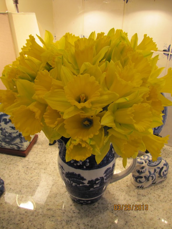 daffodils